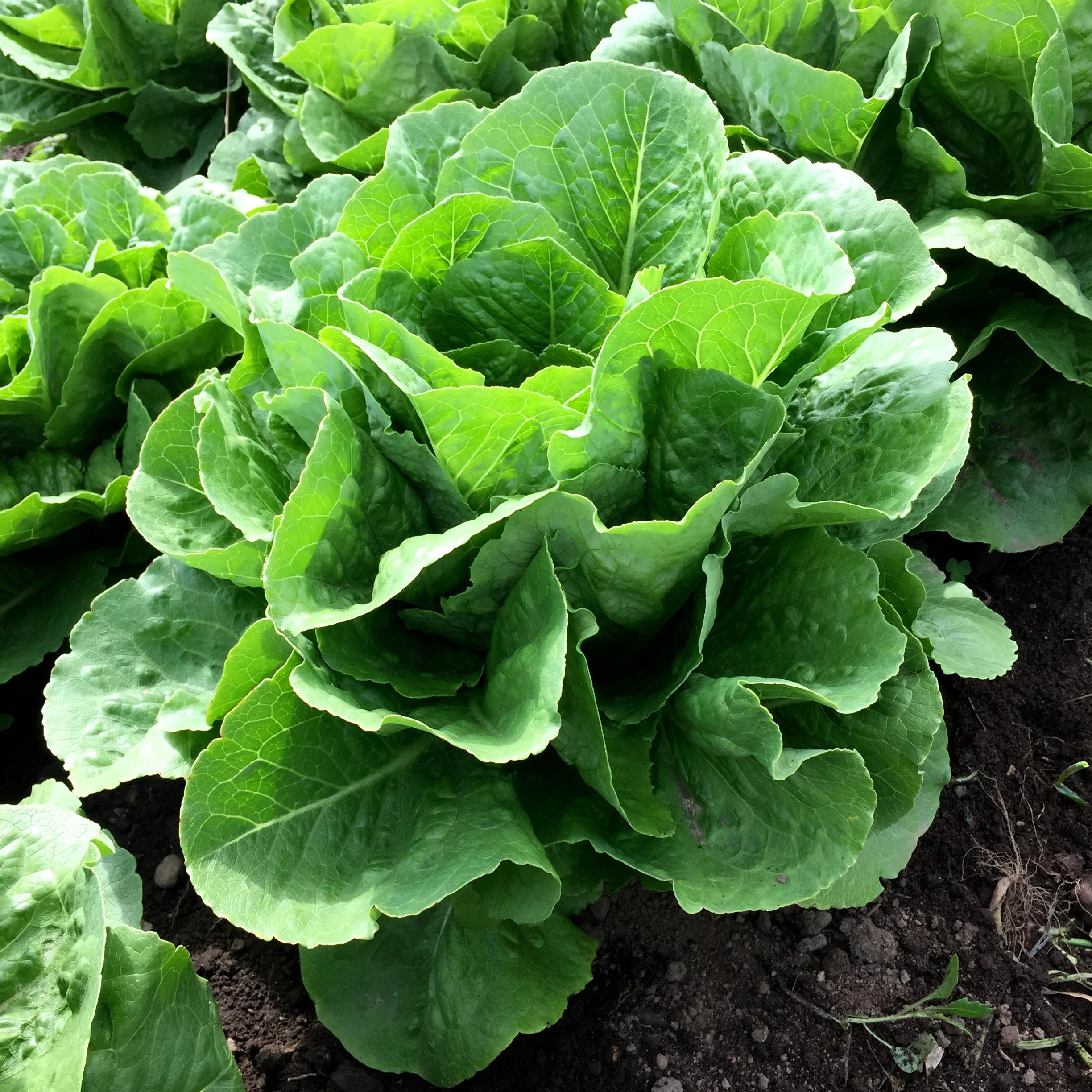 Hạt Giống Xà Lách Romaine Xanh