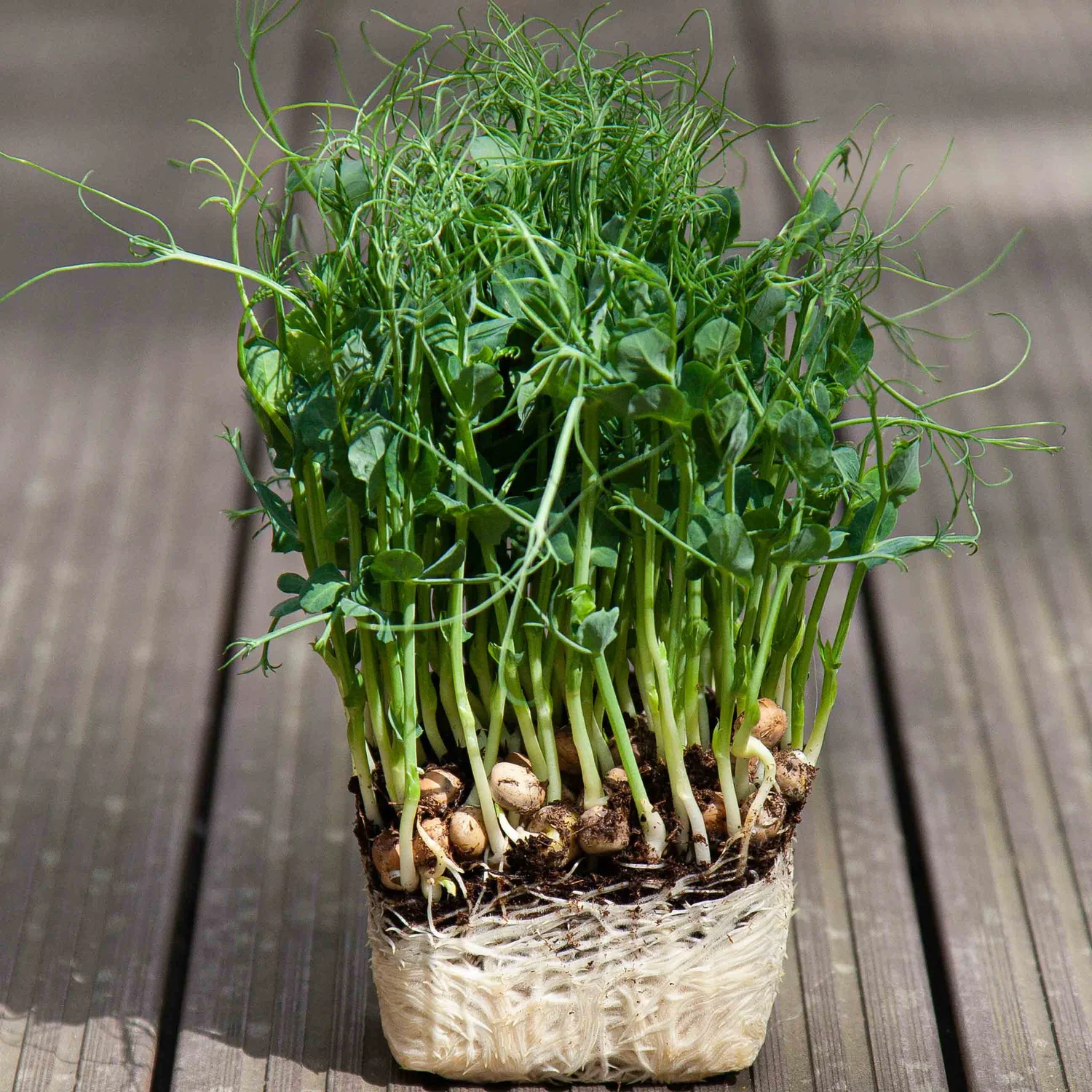 Pea-Frilly-Microgreens-Seeds-4713 Hạt Giống Đậu Hà Lan Ăn Mầm