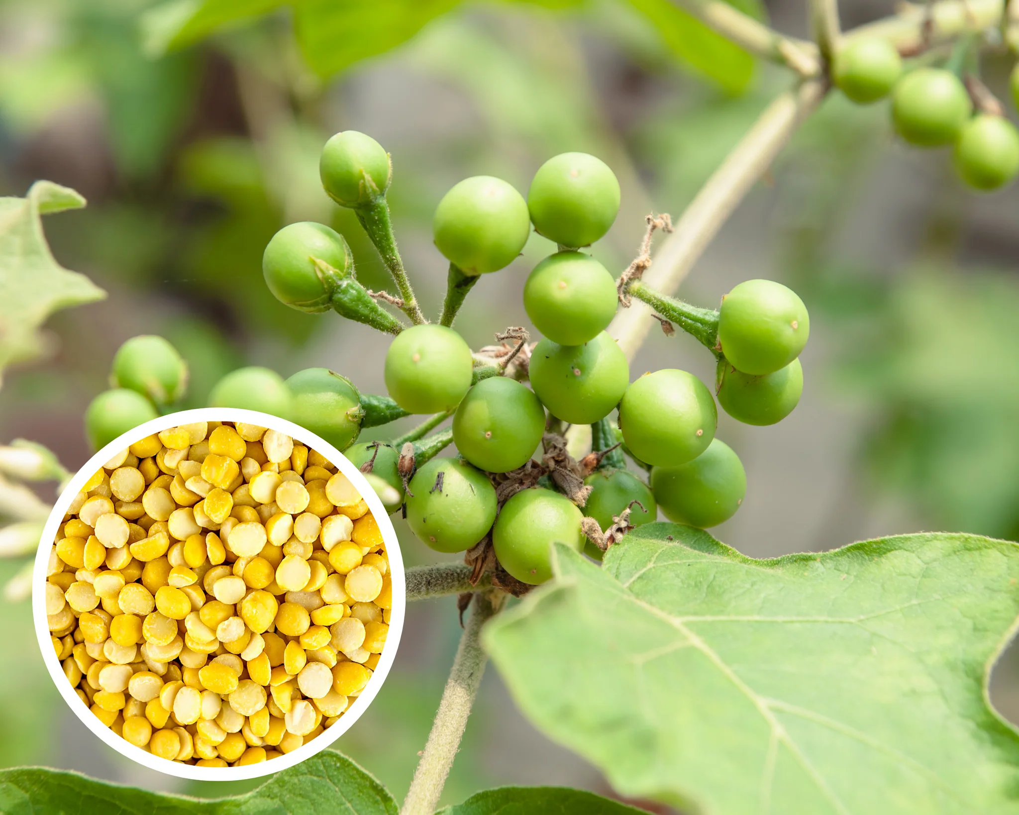 PeaEggplant_1024x1024@2x Hạt Giống Cà Pháo Xanh