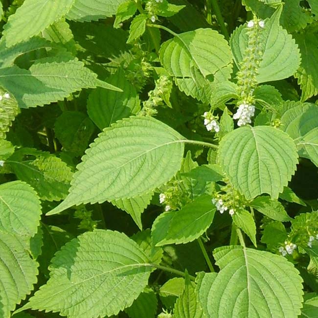 Perilla_frutescens-650x650 Hạt Giống Kinh Giới