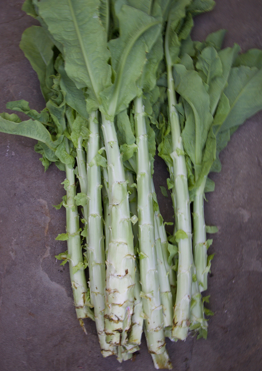 RGNE-JUNE-Picked_celtuce Hạt Giống Rau Tiến Vua Thân Dài