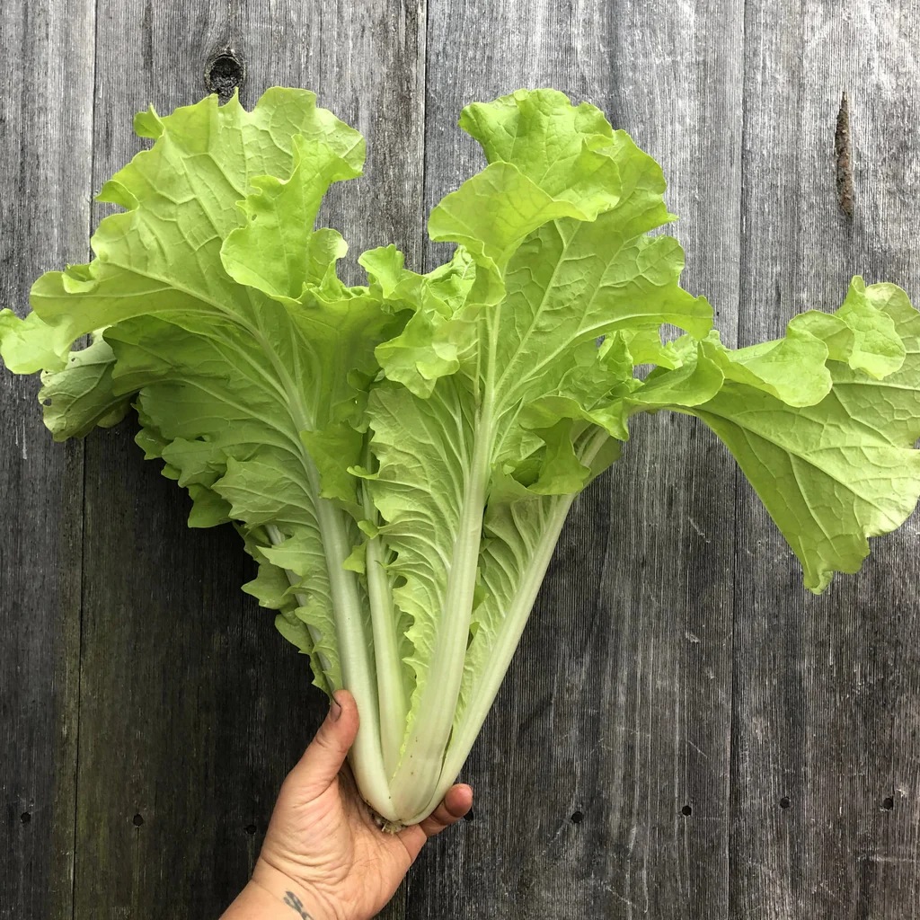 Cải Benaka Nhật Bản – Ninseeds