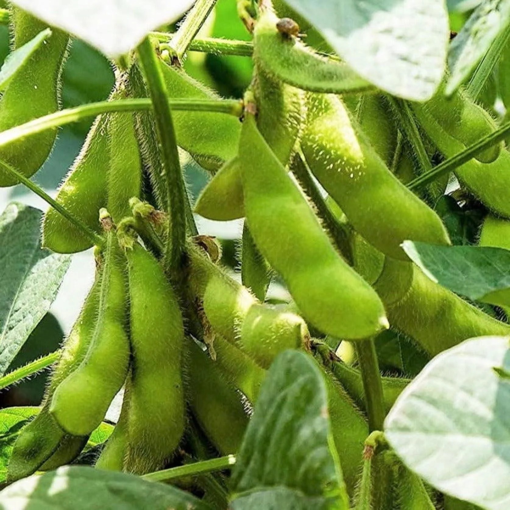 Hạt Giống Đậu Tương