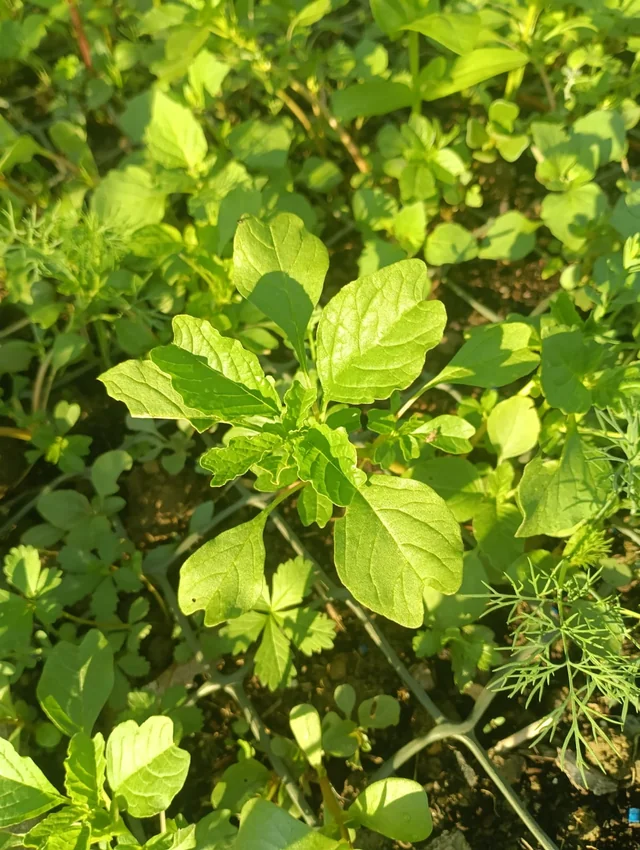 Hạt Giống Rau Dền Cơm