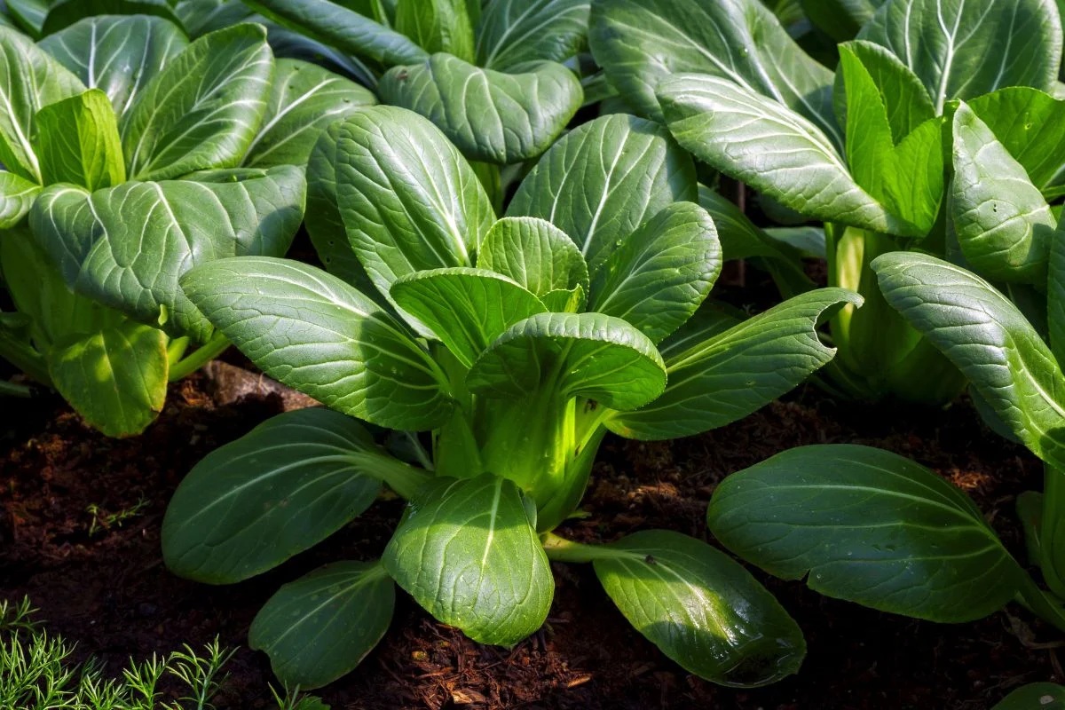 bok-choy-dark-green-garden.jpeg-1697216988074 Hạt Giống Cải Pokoy Xanh F1