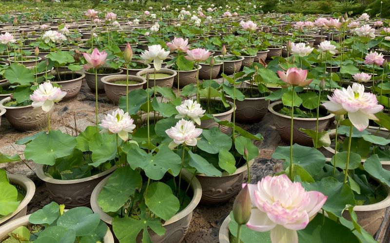 cach-trong-va-cham-soc-sen-nhat-mini-cho-cay-ra-hoa-dep-202108031938474758 Hạt Giống Sen Mini Nhật Bản