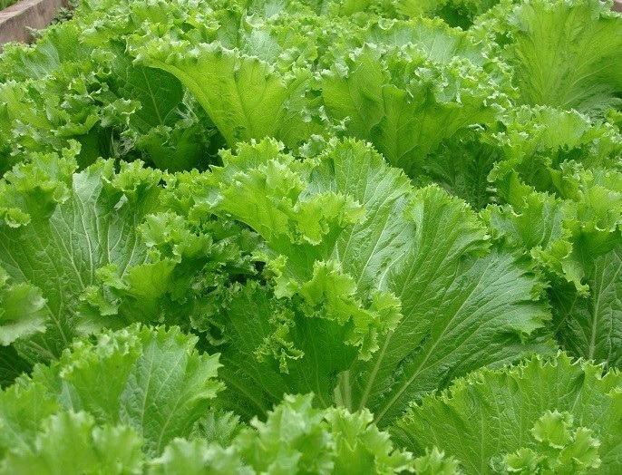 Hạt Giống Cải Bốn Mùa