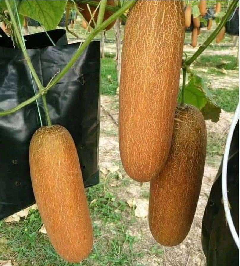 Hạt Giống Dưa Chuột Đá