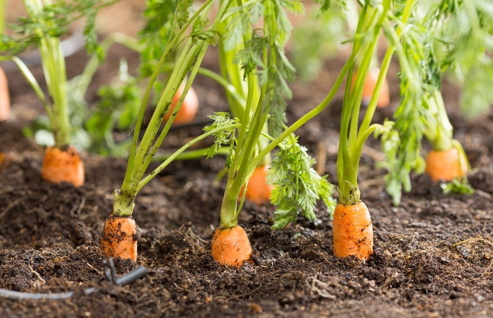 carrots-in-the-ground Hạt Giống Cà Rốt Cam Phú Sĩ