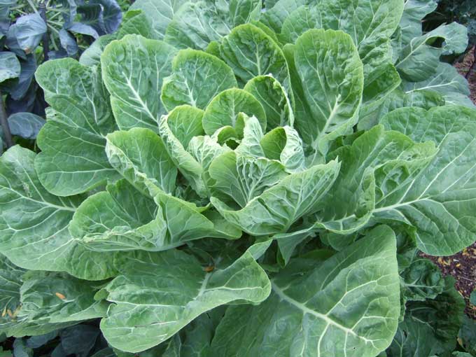 collard_greens_flower Hạt Giống Cải Xòe Hà Giang