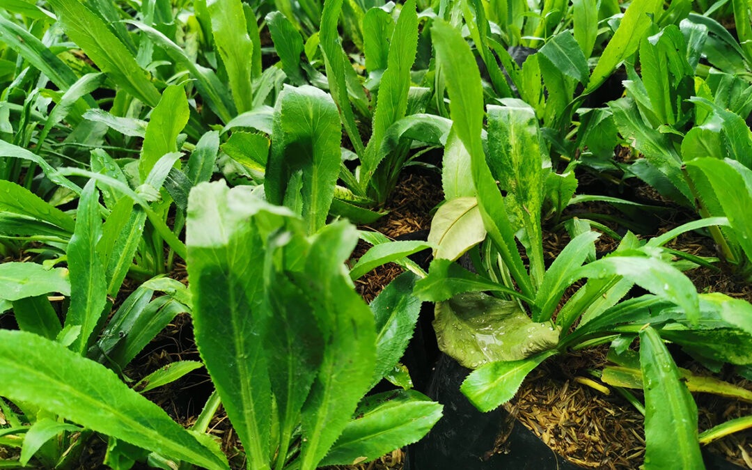 Hạt Giống Mùi Tàu (Ngò Gai)