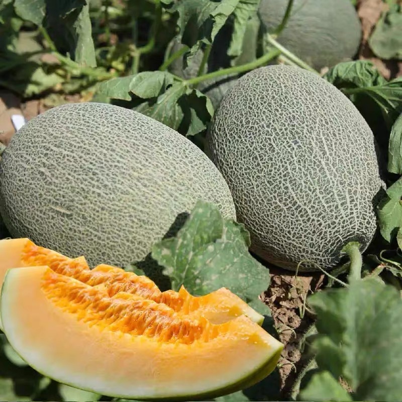 Hạt Giống Dưa Lưới Hami Mật Ong