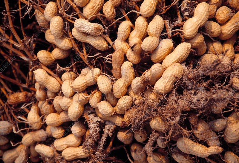 Hạt Giống Lạc Vằn