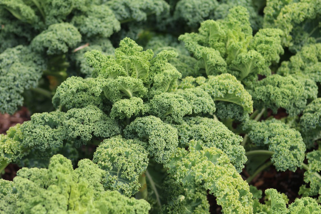 Hạt Giống Cải Kale Xoăn Xanh Mỹ
