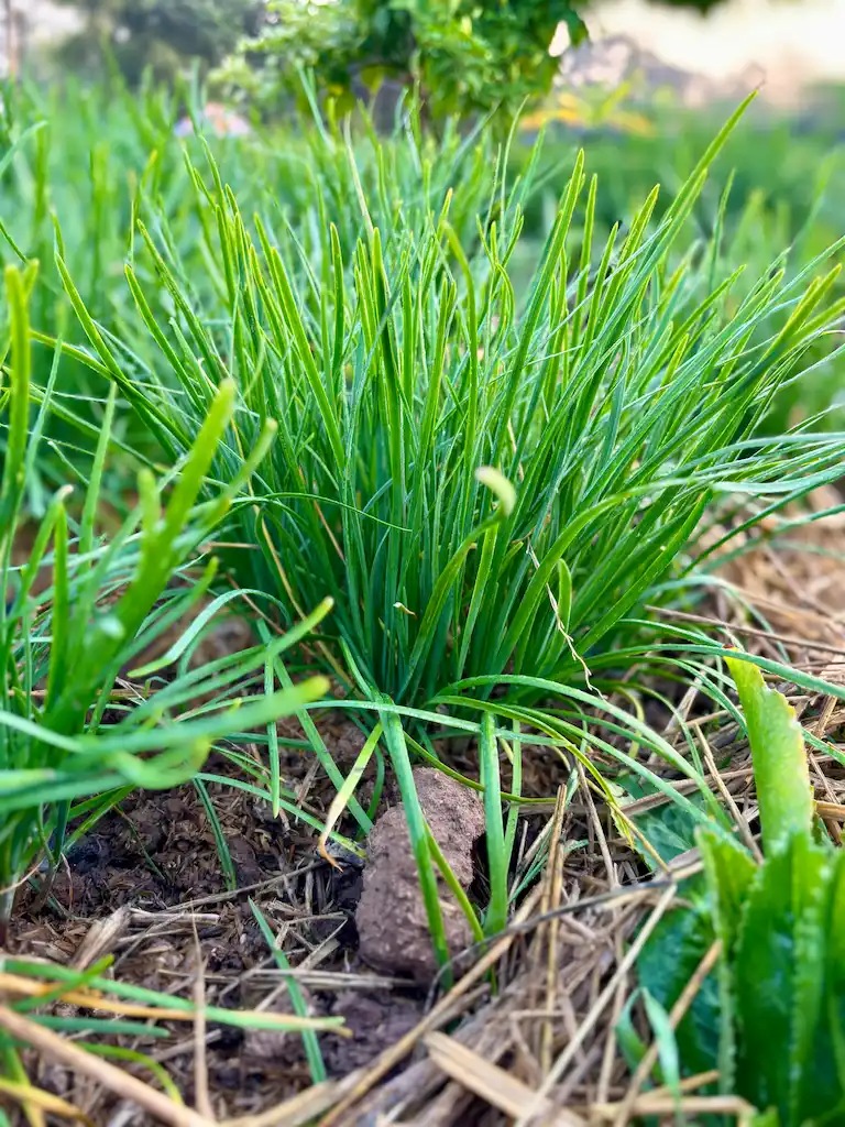 Hạt Giống Lá Hẹ F1