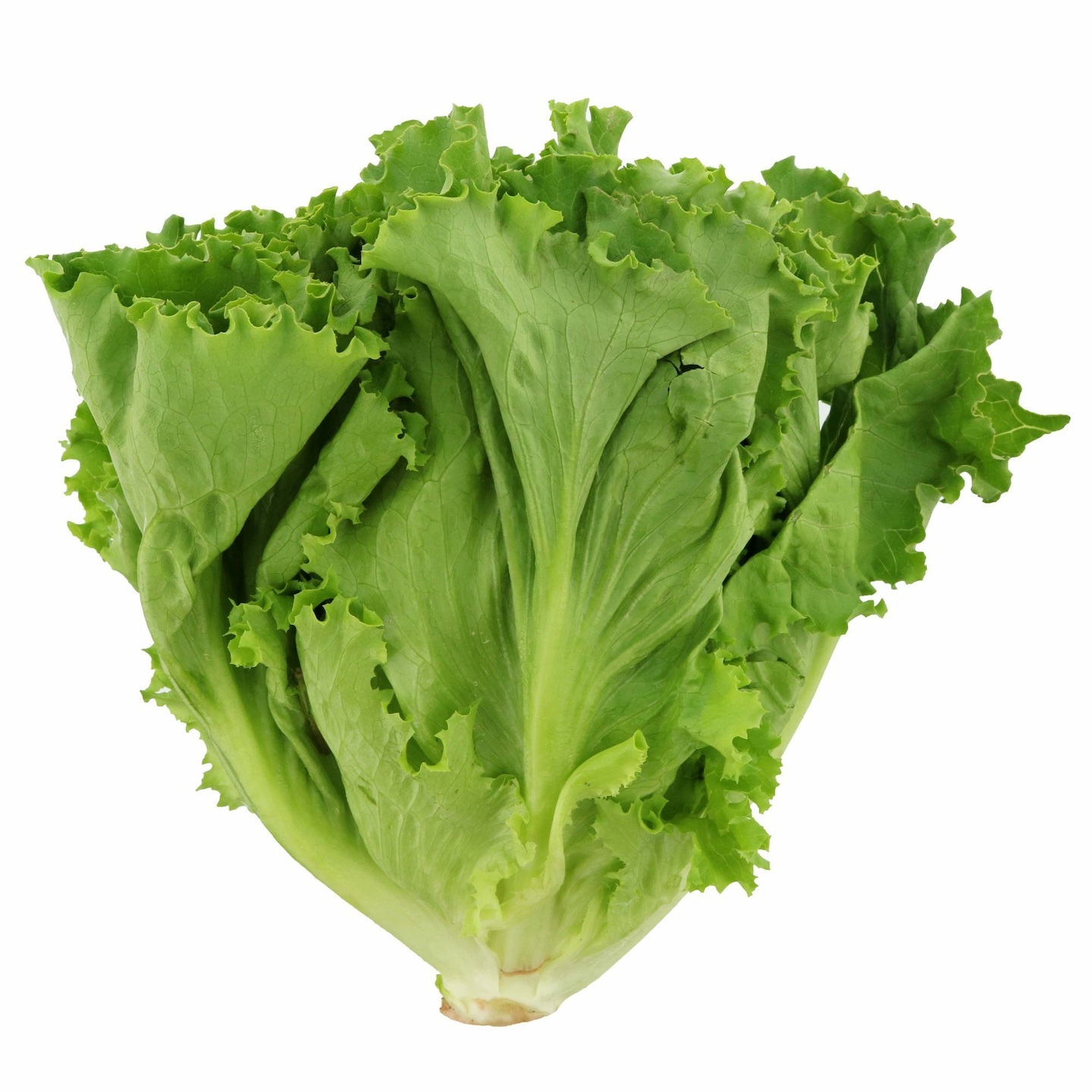 greenleaflettuce-1 Hạt Giống Xà Lách Dúm Xanh