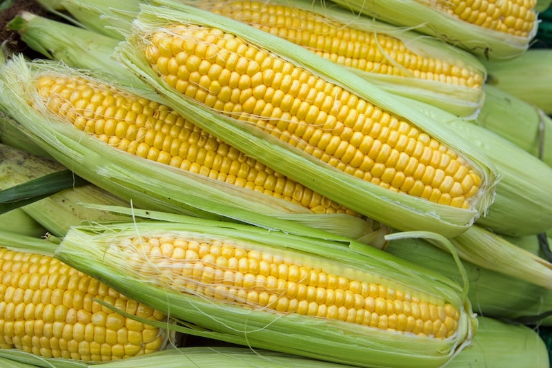 group-of-sweetcorn-with-husks Hạt Giống Ngô Ngọt Thái Lan