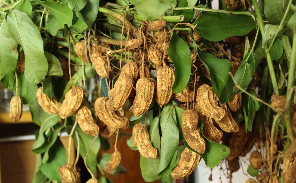 Hạt Giống Lạc Vằn