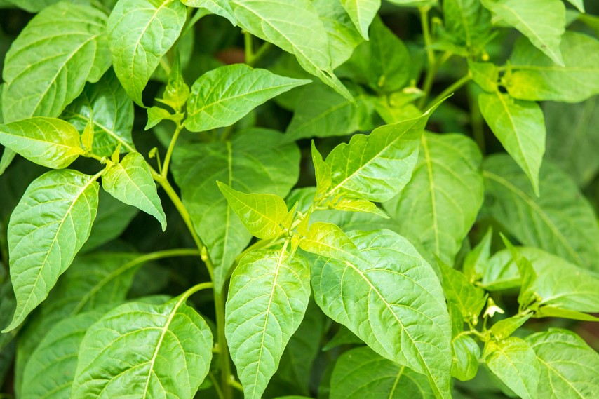 Hạt Giống Ớt Ăn Lá