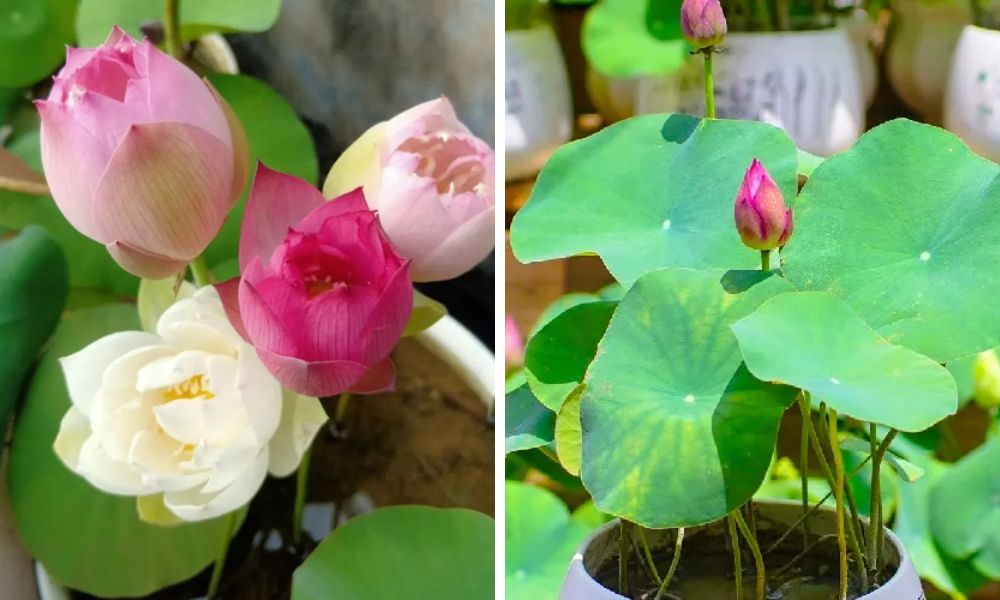 huong-dan-cach-trong-sen-nhat-mini-cho-hoa-lung-linh-5 Hạt Giống Sen Mini Nhật Bản