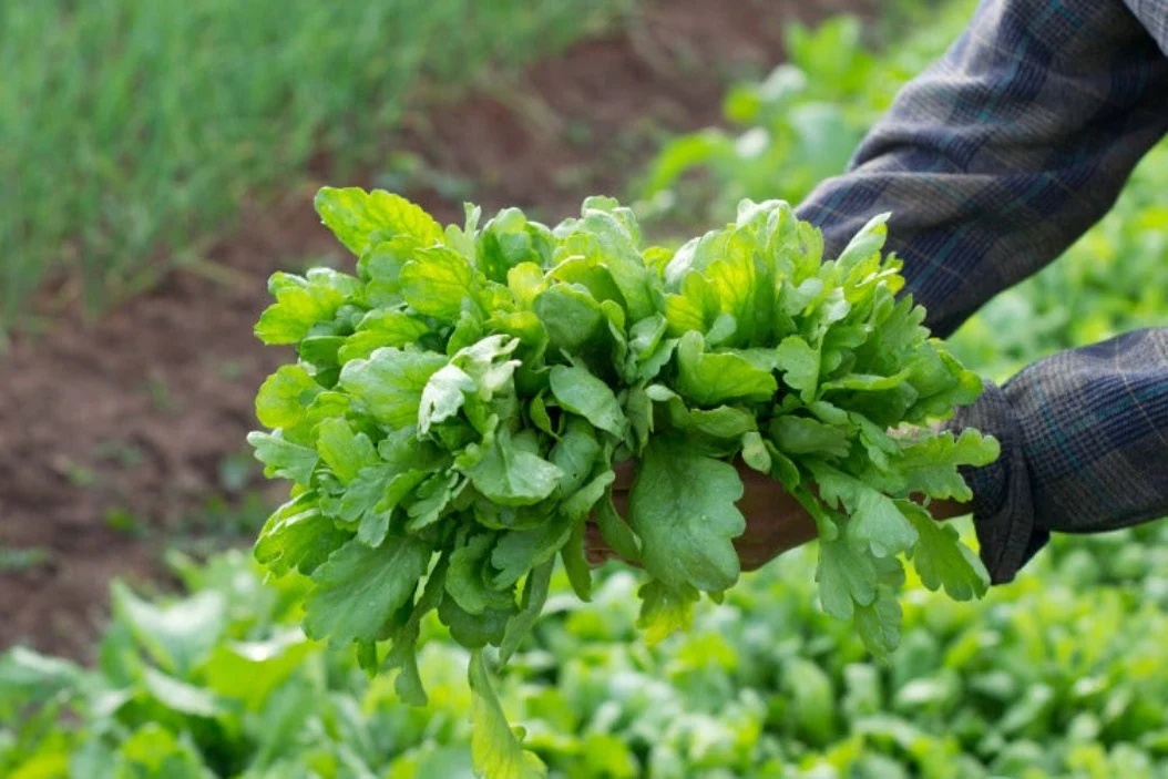 Hạt Giống Cải Cúc Lá Rộng