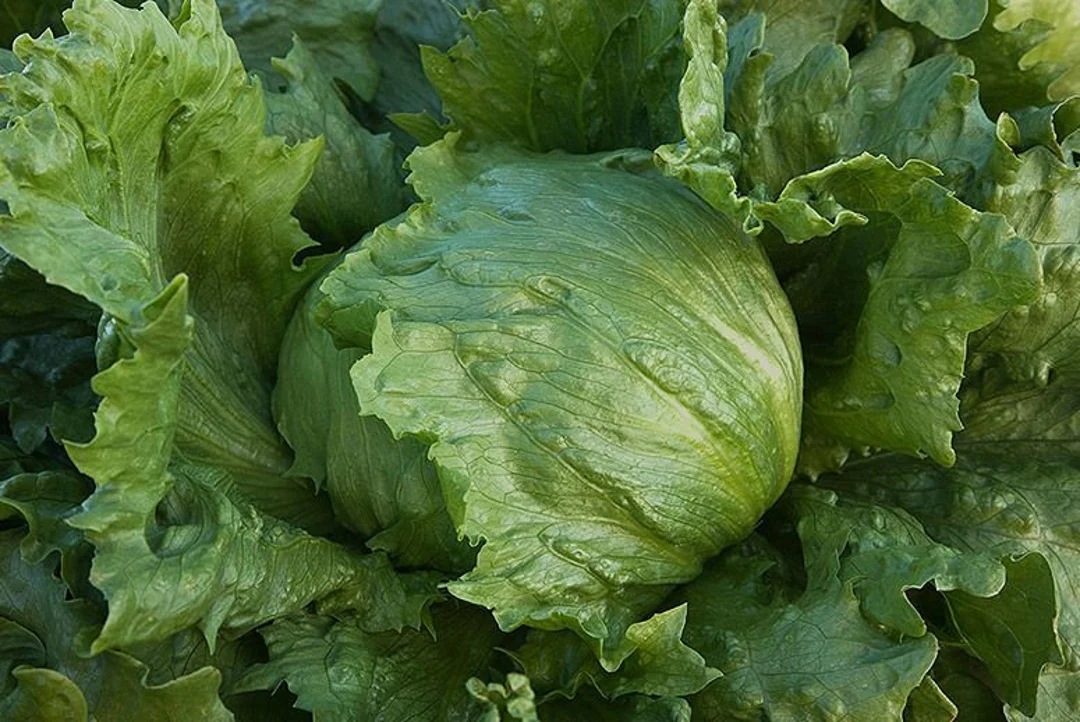 Hạt Giống Xà Lách Ice Berg Cuộn
