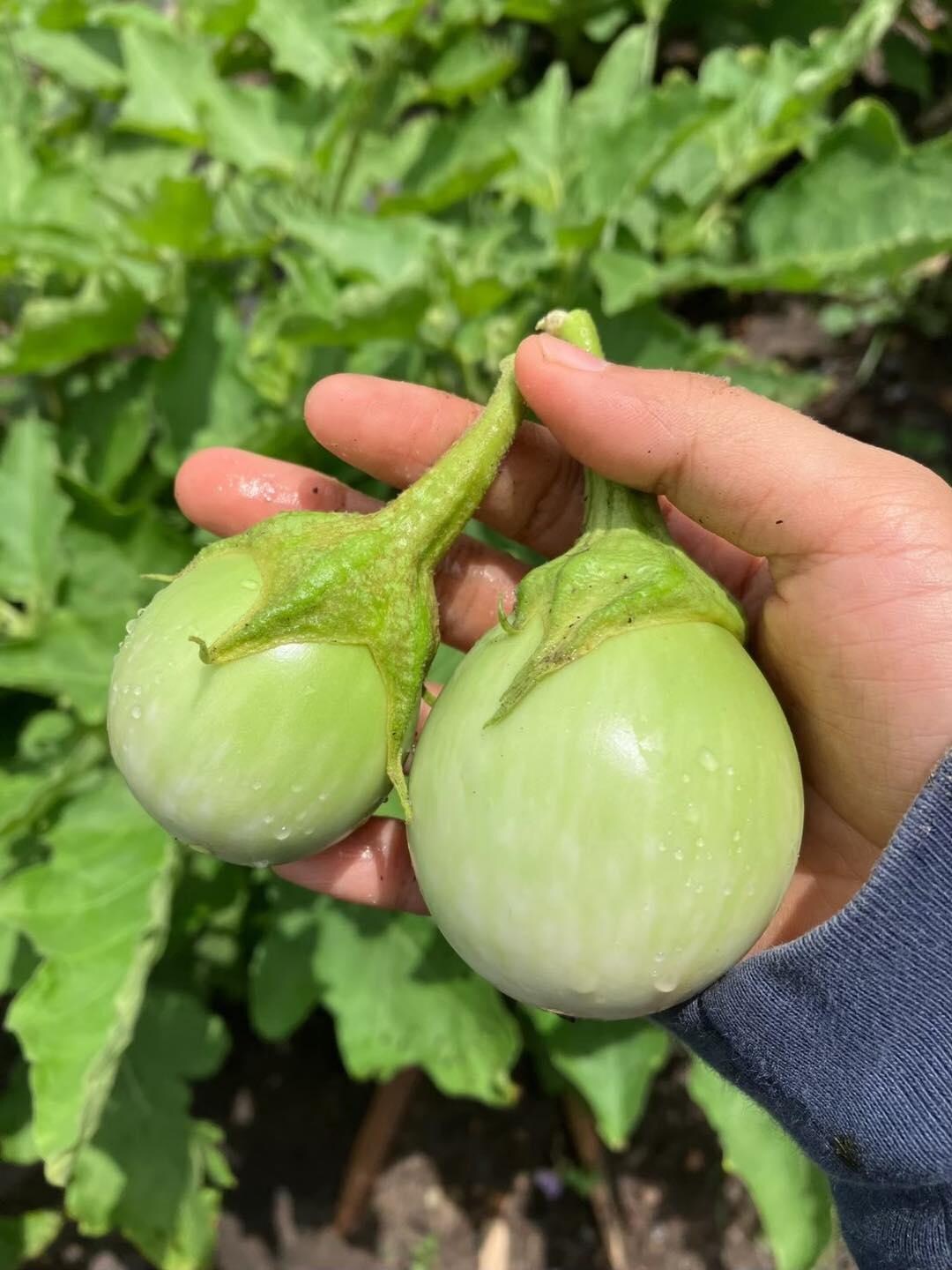 Hạt Giống Cà Ngọt Thái Lan