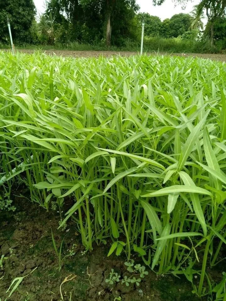 il_fullxfull.4542321158_kilg Hạt Giống Rau Muống Lá Tre