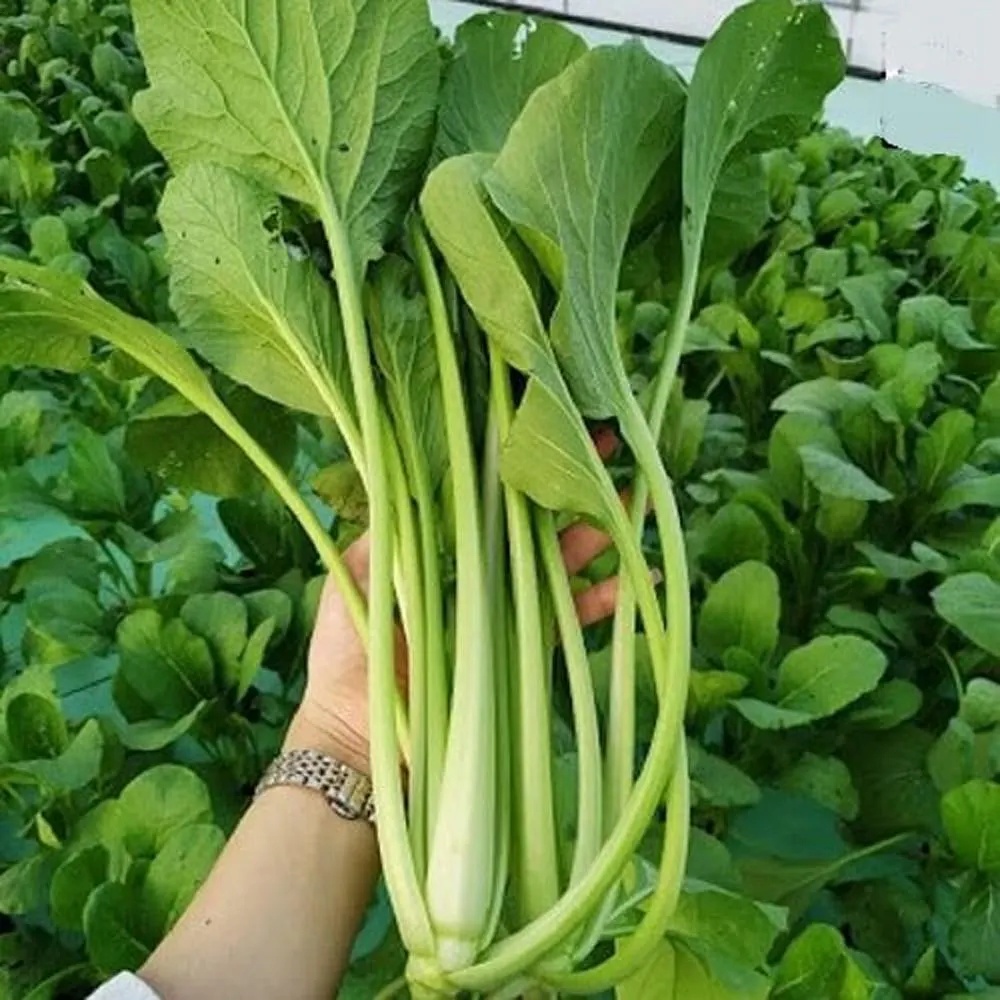 il_fullxfull.6994179373_6a9z Hạt Giống Cải Ngọt Khổng Lồ