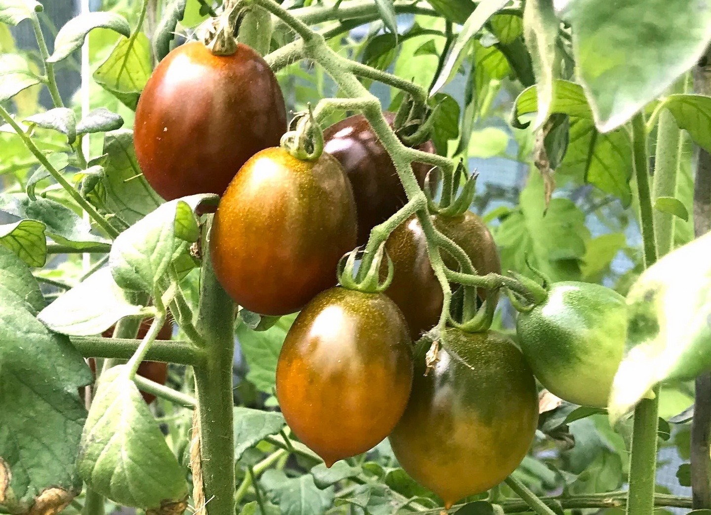 Hạt Giống Cà Chua Socola Bi Đà Lạt