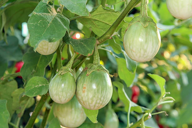 istockphoto-490552620-612x612 (1) Hạt Giống Cà Ngọt Lai