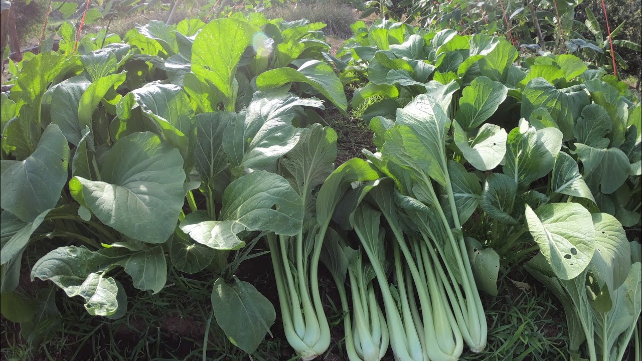 Hạt Giống Cải Ngọt Khổng Lồ