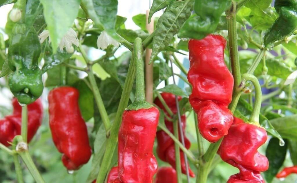 Hạt Giống Ớt Cu Tí