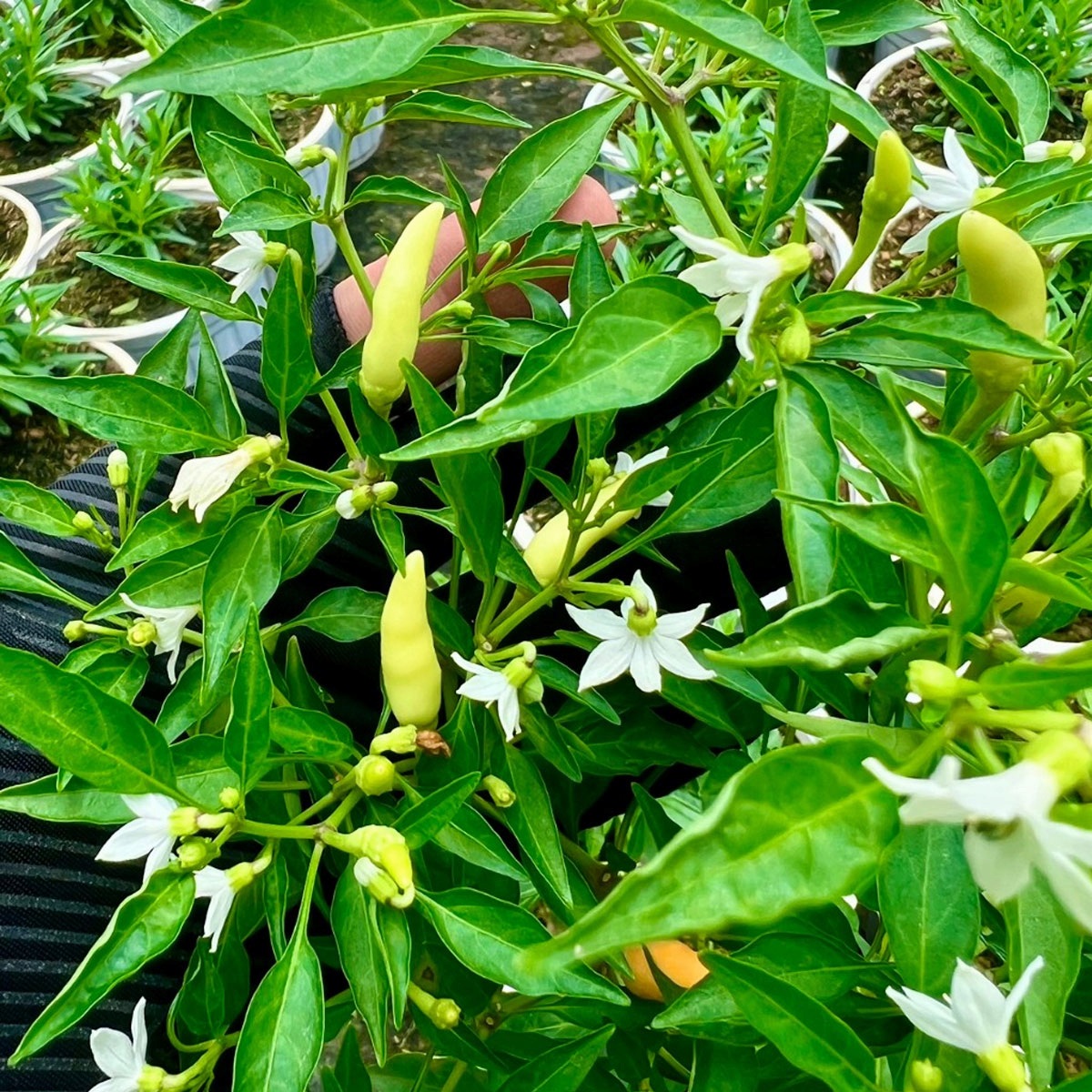 ot-xiem-trang-sieu-cay-thai-lan Hạt Giống Ớt Xiêm Trắng