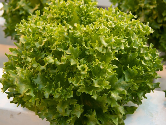Hạt Giống Xà Lách Thủy Tinh