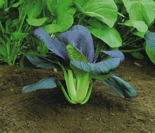 pak-choi-red Hạt Giống Cải Thìa Xanh Bẹ To