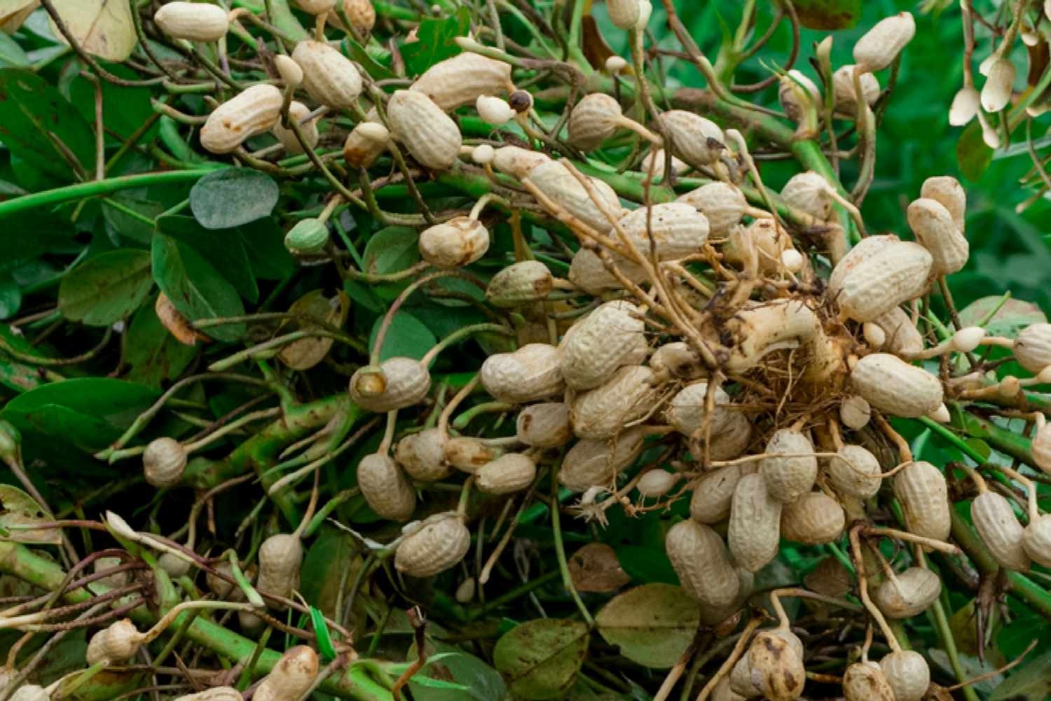Hạt Giống Lạc Đen