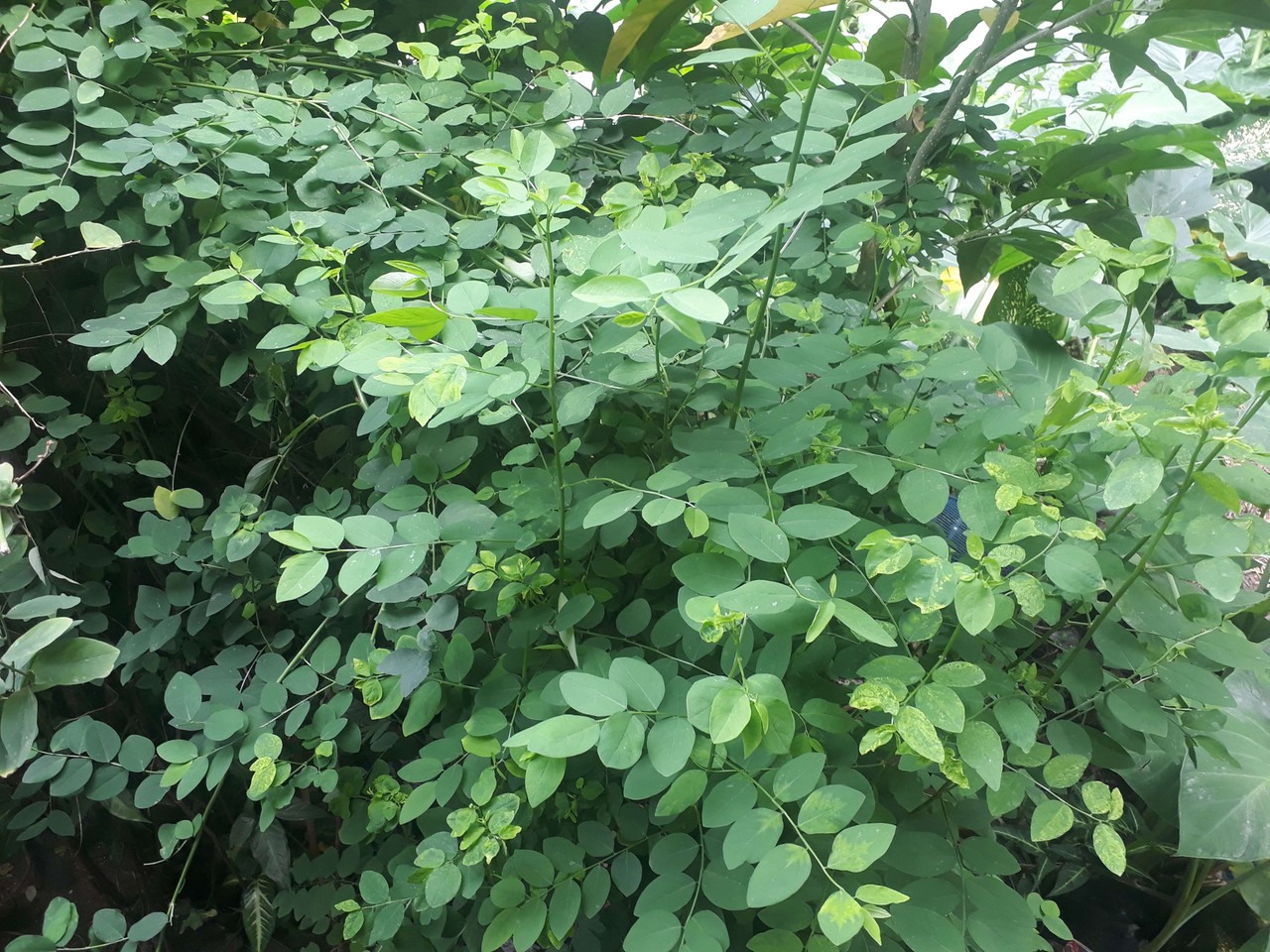 Hạt Giống Rau Ngót Ta