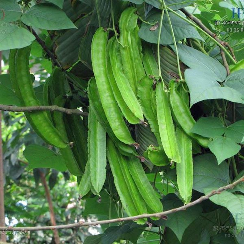 Hạt Giống Đậu Rồng Xanh