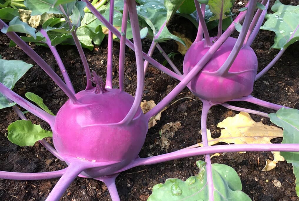 purple-vienna-kohlrabi Hạt Giống Su Hào Tím F1