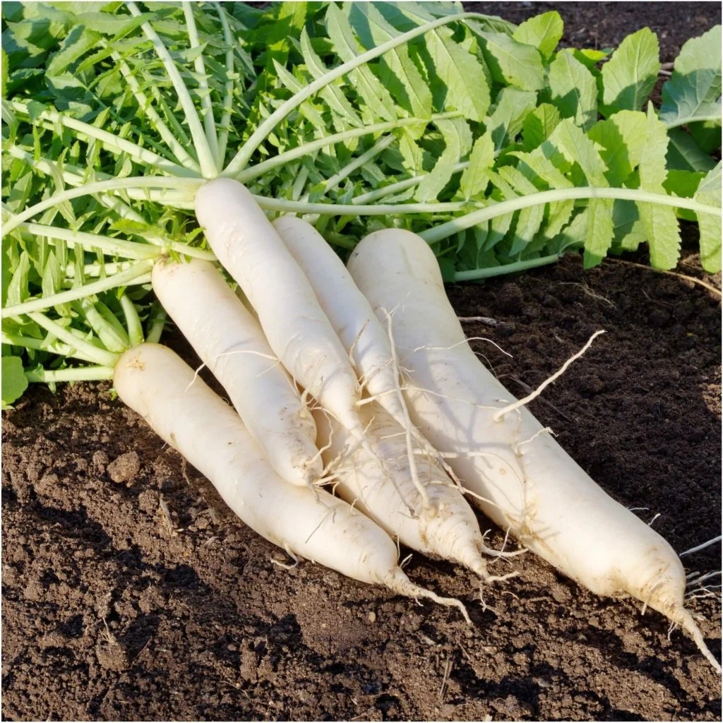 radish-daikon-miyashige-seeds-710790 Hạt Giống Củ Cải Trắng Dài