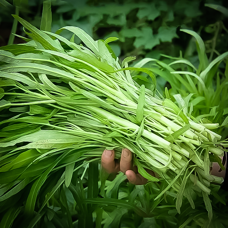 rau muống trắng Hạt Giống Rau Muống Trắng