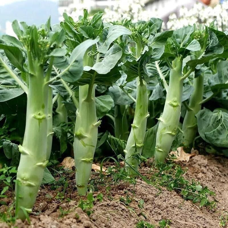 Hạt Giống Cải Rổ F1
