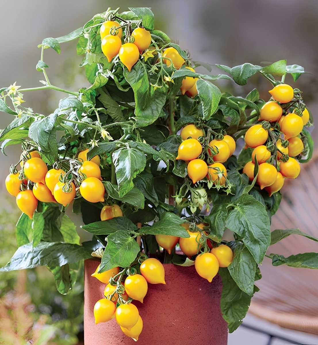 Hạt Giống Cà Chua Bi Lùn Vàng
