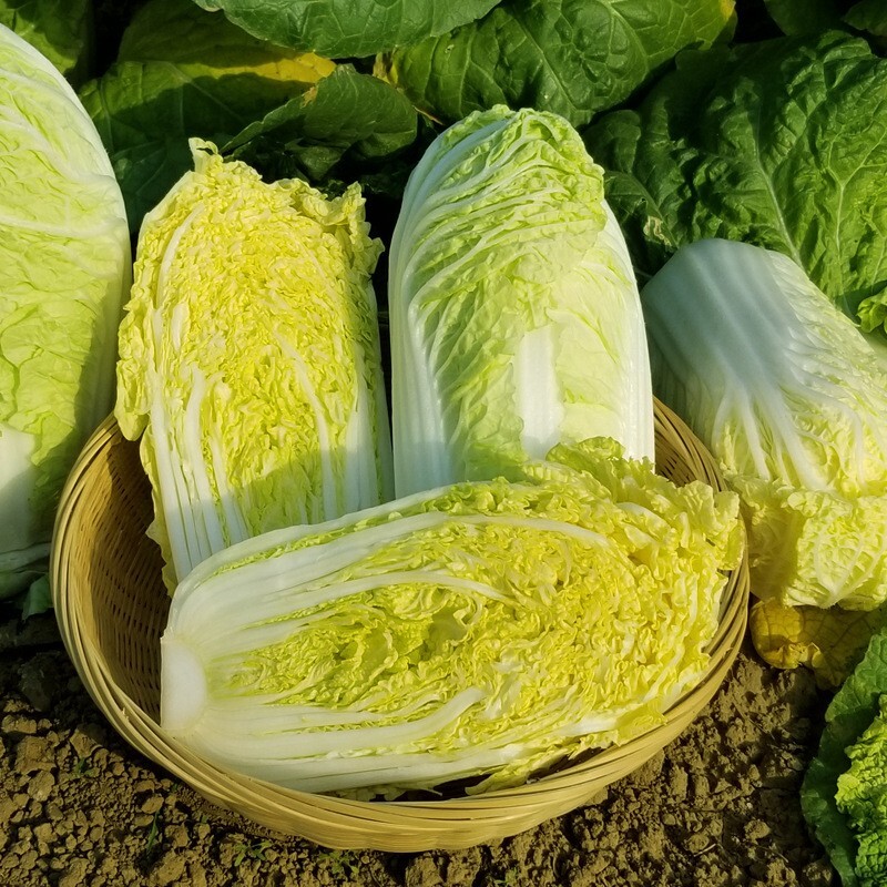 Hạt Giống Cải Thảo F1