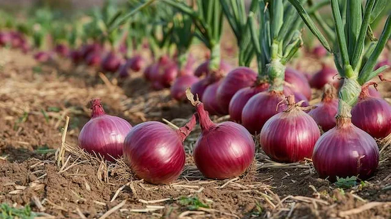 Hạt Giống Củ Hành Tây Tím