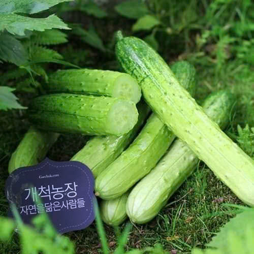 z6804286394197_31616cdc7f001b1826a20cae8d5c6499 Hạt Giống Dưa Chuột Nếp Sữa Hàn Quốc F1