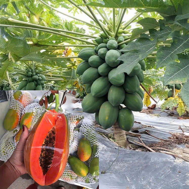 Hạt Giống Đu Đủ Lùn Ruột Đỏ