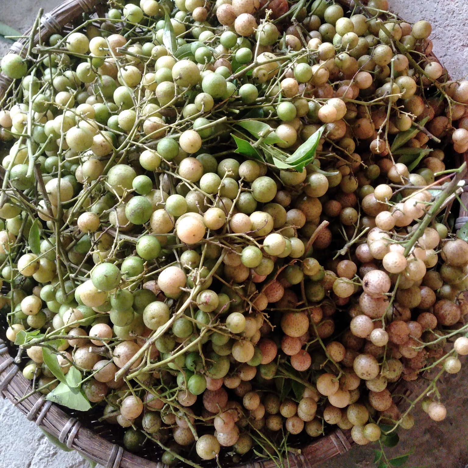 Hạt Giống Cây Móc Mật