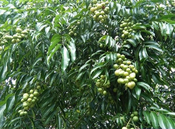Hạt Giống Cây Móc Mật